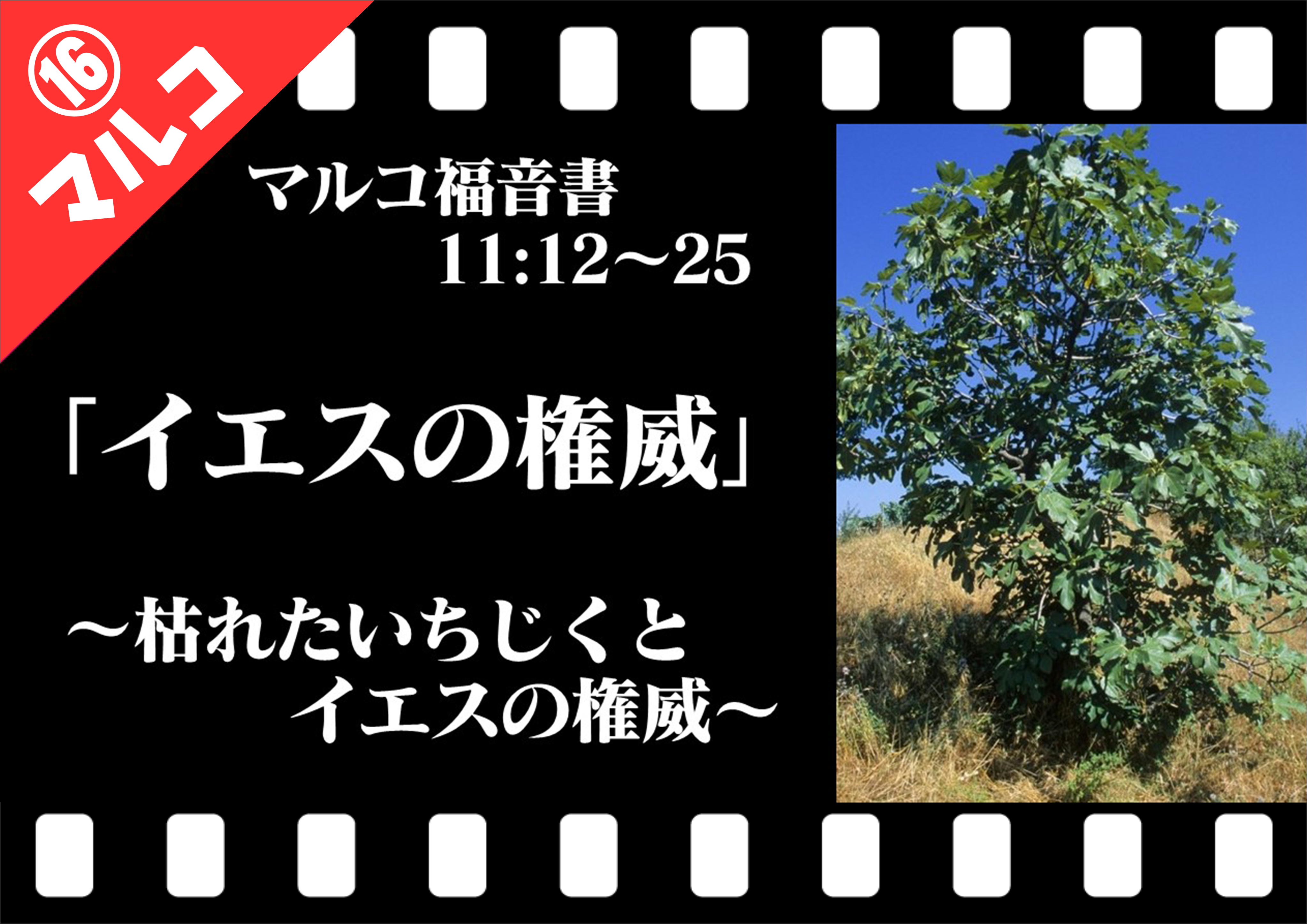 イエスの権威 枯れたいちじくと宮清め マルコ11 12 25 十勝聖書フォーラム鹿追キリスト教会